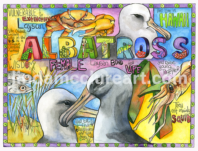 albatross image